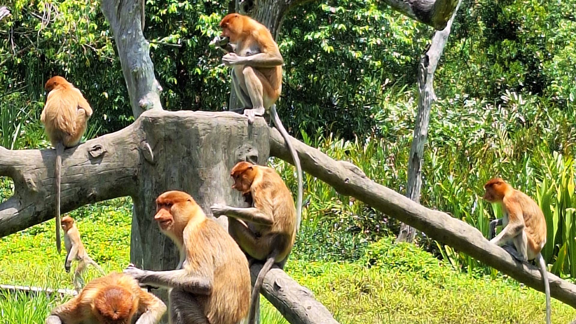 Monos narigudos en Labuk Bay.