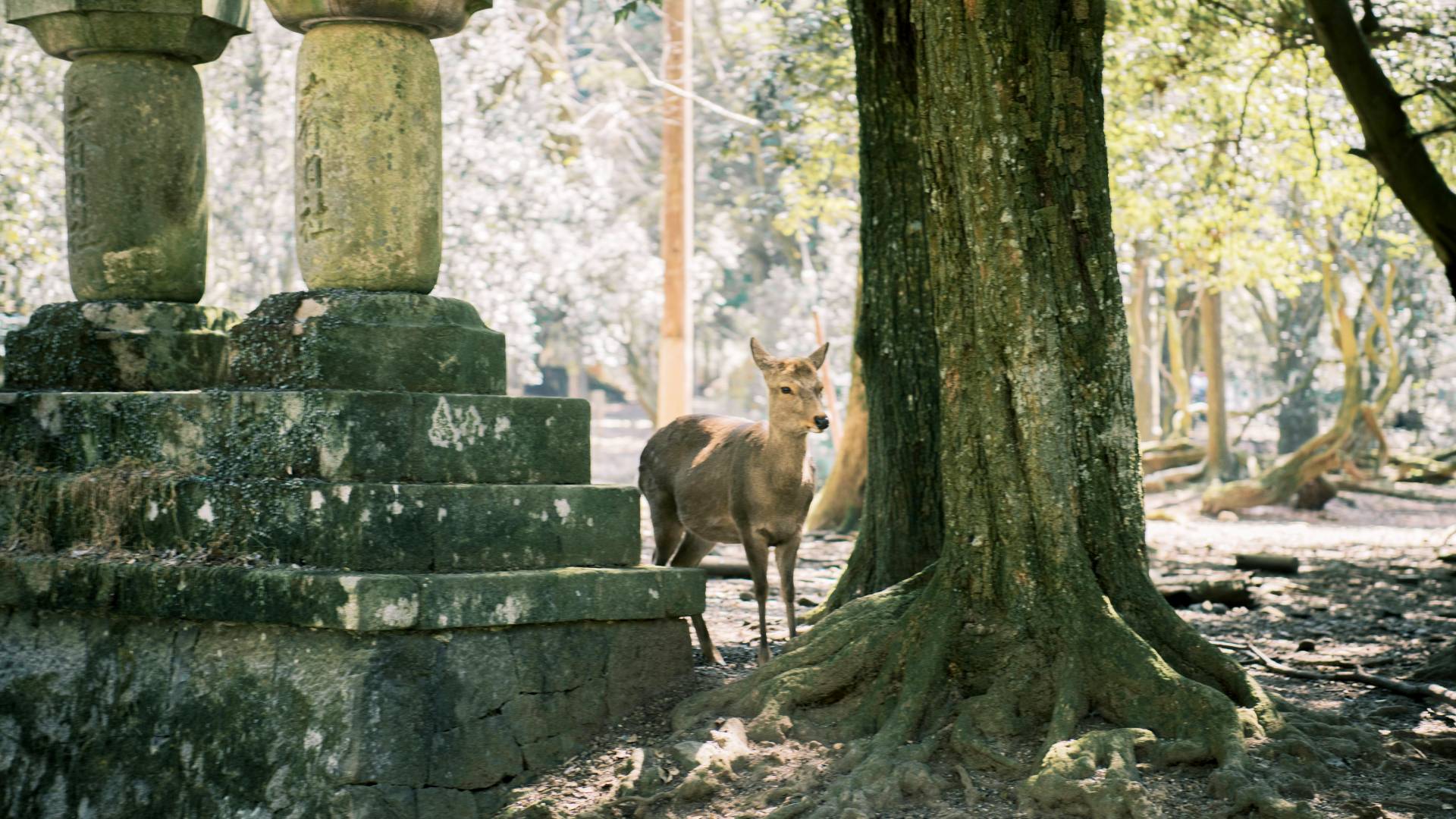 Nara y sus curiosos ciervos.