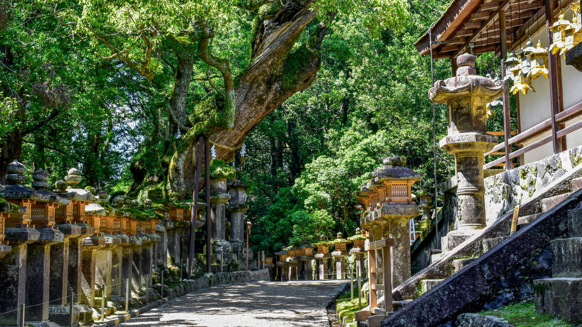 El maravilloso Santuario Kasuga Taisha.