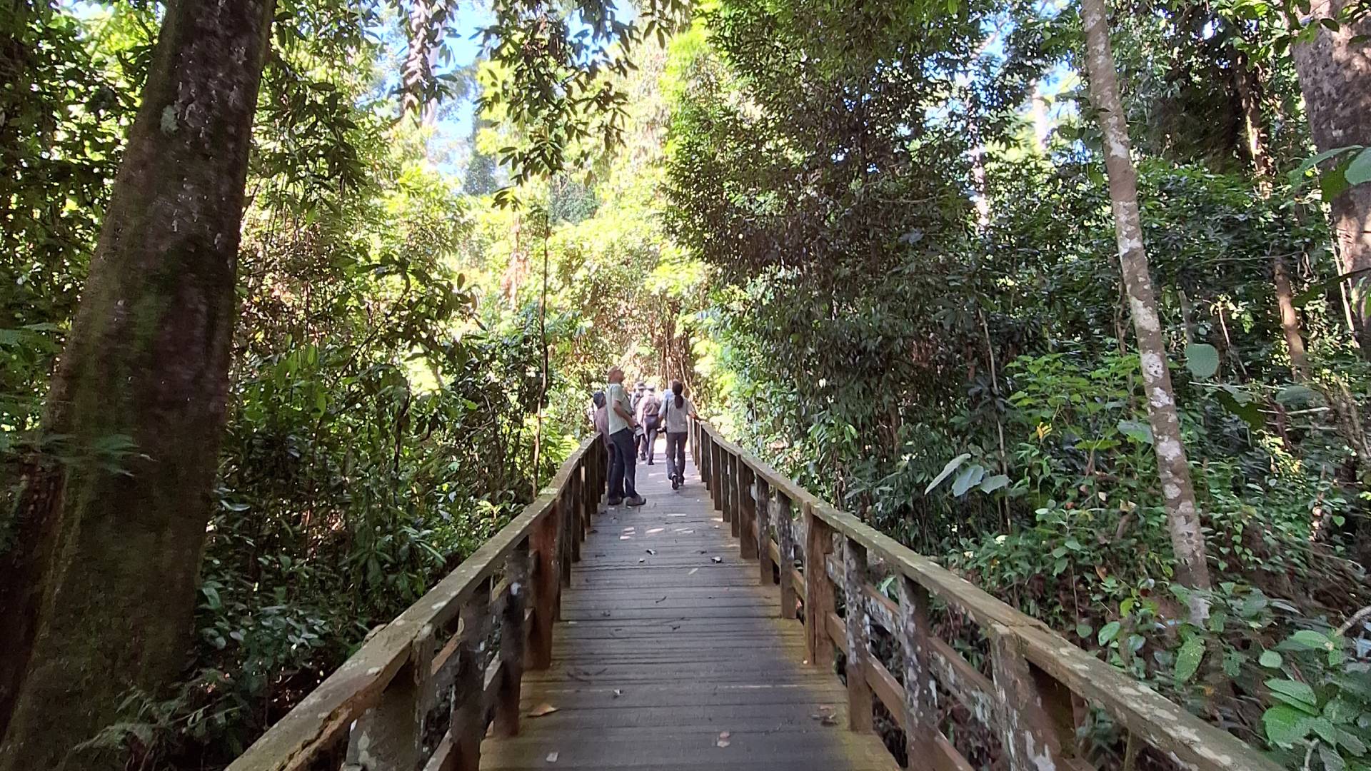 Pasarelas en medio de la selva del complejo de Sepilok.