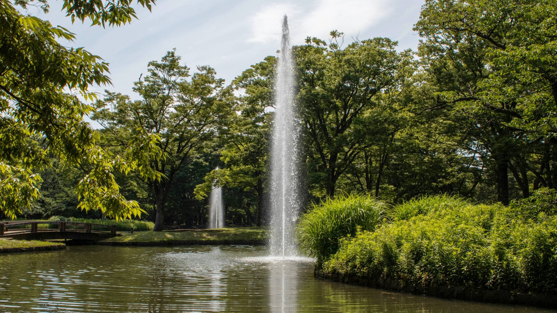 Un paseo por el Parque Yoyogi.