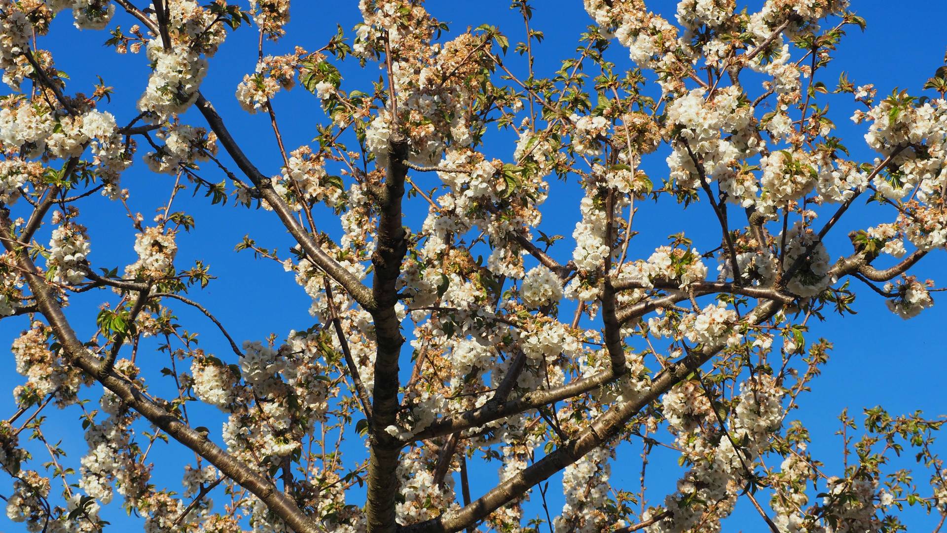 El cerezo en flor es el emblema del Valle del Jerte.