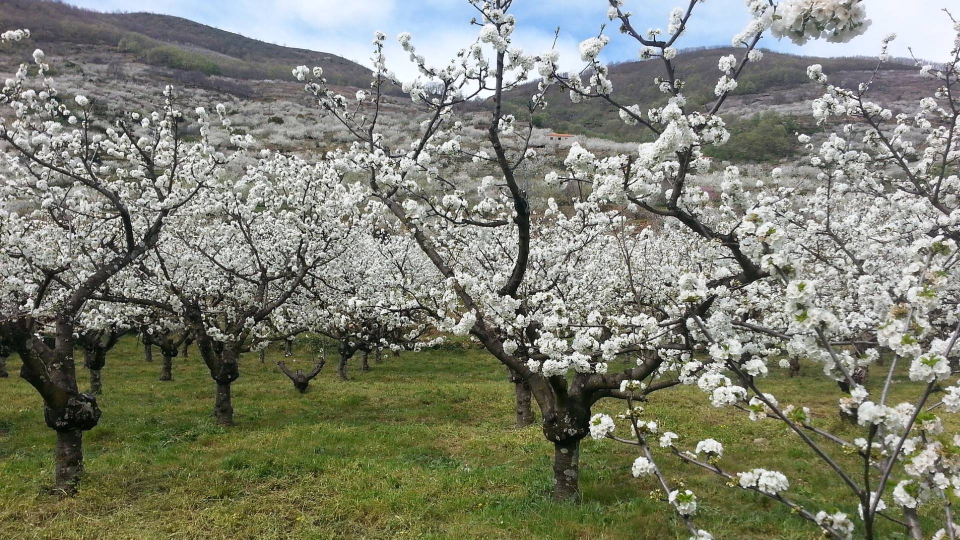 Paisaje durante la floración de los cerezos.