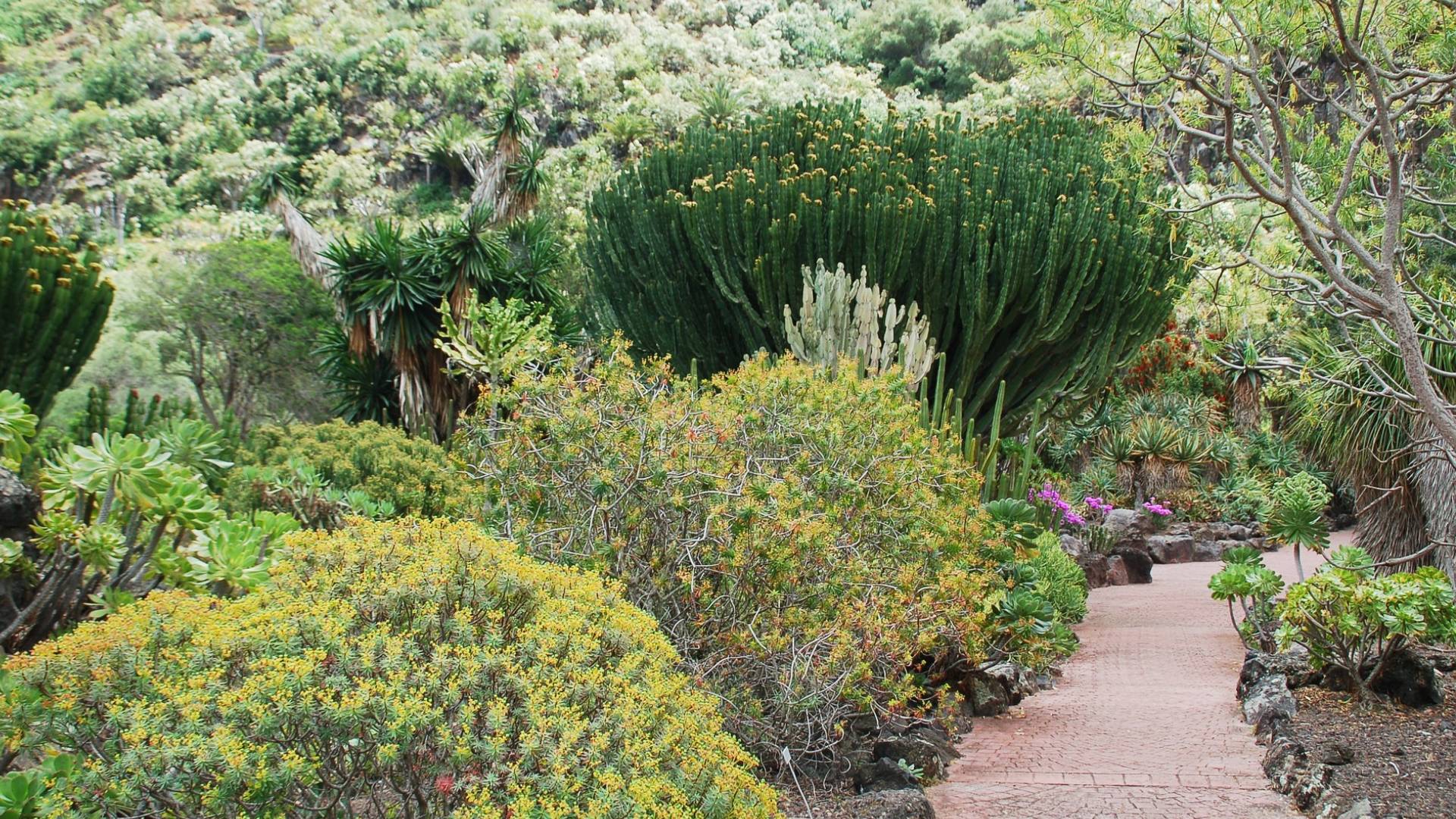 Jardín Botánico Viera y Clavijo.